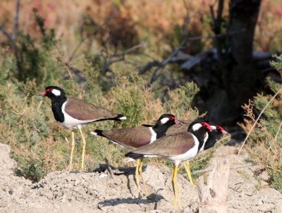 BIRD - LAPWING - RED-WATTLED LAPWING - KHAO SAM ROI YOT THAILAND (2).JPG