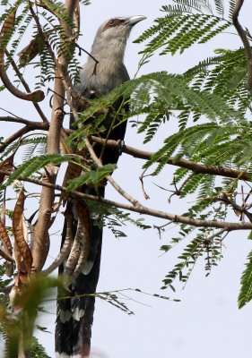 BIRD - MALKOHA - GREEN BILLED - KAENG KRACHAN NP THAILAND (5).JPG