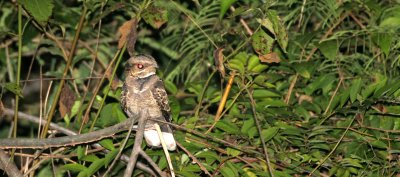 BIRD - NIGHTJAR - LARGE-TAILED NIGHTJAR - CAPRIMULGUS MACRURUS - PANG SIDA NATIONAL PARK THAILAND (9).JPG