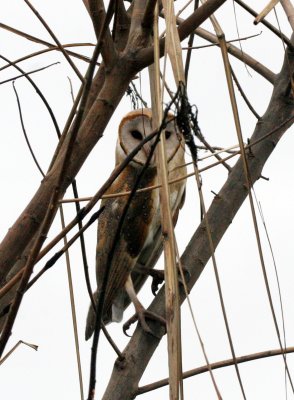 BIRD - OWL - BARN OWL - BUENG BORAPHET THAILAND (14).JPG