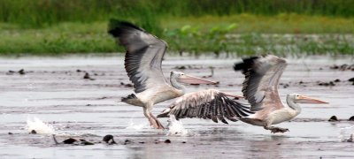 BIRD - PELICAN - SPOT-BILLED PELICAN - BUENG BORAPHET THAILAND (22).JPG