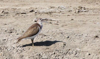 BIRD - SANDPIPER - GREEN SANDPIPER - TRINGA OCHROPUS - SOUTH OF BKK - CHRISTMAS IN THAILAND TRIP 2008 (7).JPG