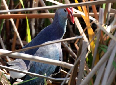 BIRD - SWAMPHEN - PURPLE HEN - KHAO SAM ROI YOT THAILAND (2).JPG