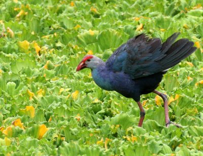 BIRD - SWAMPHEN - PURPLE SWAMPHEN - PORPHYRIO PORPHYRIO - NAKHON WETLANDS THAILAND (2).JPG