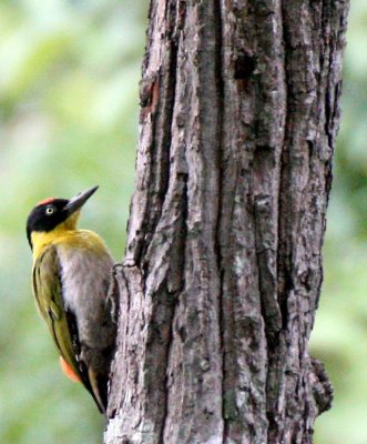 BIRD - WOODPECKER - BLACK-HEADED WOODPECKER - HUAI KHA KHAENG NWS THAILAND (13).jpg