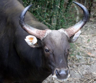 BOVID - BANTENG - WAT UMON WILDLIFE RESERVE CHIANG MAI.JPG