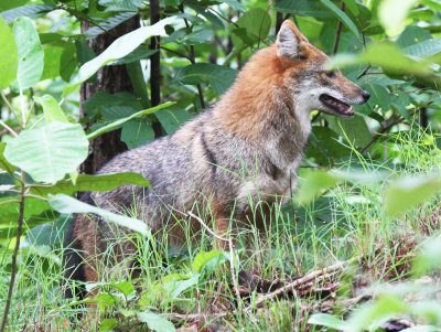 CANID - JACKEL - ASIATIC GOLDEN JACKEL - HUAI KHA KHAENG NWS THAILAND (19).JPG