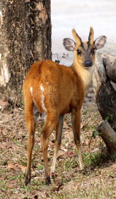 CERVID - DEER - MUNTJAC - RED MUNTJAC - KHAO YAI THAILAND (8).JPG