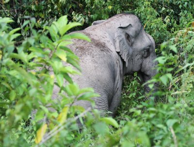 ELEPHANT - ASIAN ELEPHANT - KAENG KRACHAN NP THAILAND (5).JPG
