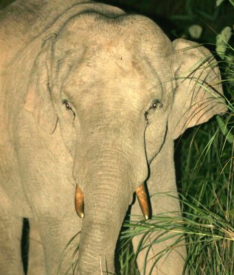 ELEPHANT - ASIAN ELEPHANT - KHAO YAI NP - 2004 (4).jpg