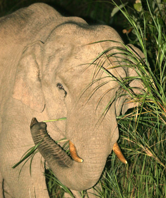 ELEPHANT - ASIAN ELEPHANT - KHAO YAI NP - 2004 (7).jpg