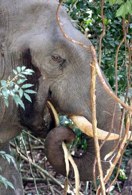 ELEPHANT - ASIAN ELEPHANT - KHAO YAI THAILAND - CHRISTMAS IN THAILAND TRIP 2008 (103).JPG