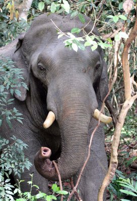 ELEPHANT - ASIAN ELEPHANT - KHAO YAI THAILAND - CHRISTMAS IN THAILAND TRIP 2008 (54).JPG