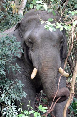 ELEPHANT - ASIAN ELEPHANT - KHAO YAI THAILAND - CHRISTMAS IN THAILAND TRIP 2008 (58).JPG