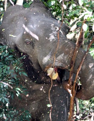 ELEPHANT - ASIAN ELEPHANT - KHAO YAI THAILAND - CHRISTMAS IN THAILAND TRIP 2008 (72).JPG