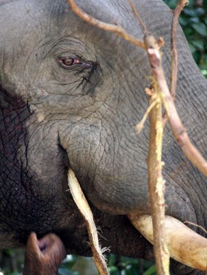 ELEPHANT - ASIAN ELEPHANT - KHAO YAI THAILAND - CHRISTMAS IN THAILAND TRIP 2008 (99).JPG