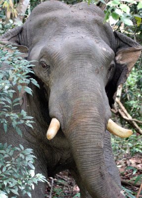 ELEPHANT - ASIAN ELEPHANT - KHAO YAI THAILAND - CHRISTMAS IN THAILAND TRIP 2008.JPG
