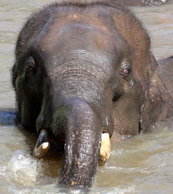 LAMPANG - ELEPHANT CONSERVATION CENTER - CHRISTMAS IN THAILAND TRIP 2008 (87).JPG