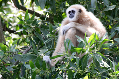 PRIMATE - GIBBON - WHITE-HANDED GIBBON - NST THAILAND (9).JPG