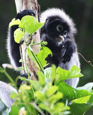 PRIMATE - LANGUR - DUSKY OR SPECTACLED LANGUR - KAENG KRACHAN NP THAILAND (44).JPG