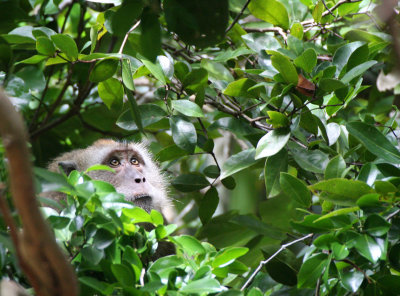 PRIMATE - MACAQUE - CRAB-EATING OR LONG-TAILED MACAQUE - KOH LANTA THAILAND (23).JPG
