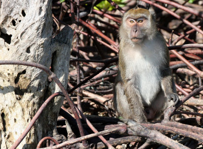 PRIMATE - MACAQUE - CRAB-EATING OR LONG-TAILED MACAQUE - KOH LANTA THAILAND (29).JPG