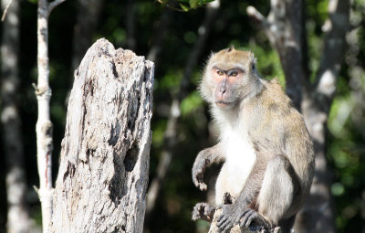 PRIMATE - MACAQUE - CRAB-EATING OR LONG-TAILED MACAQUE - KOH LANTA THAILAND (47).JPG