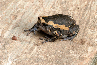 AMPHIBIAN - TOAD - BANDED TOAD SPECIES - KALOULA SPECIES - PANG SIDA NATIONAL PARK THAILAND  (11).JPG