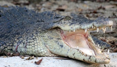 REPTILE - CROCODYLE - SIAMESE CROCODYLE - NST ZOO (5).JPG