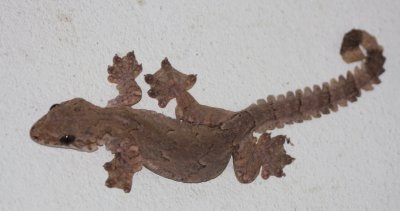 REPTILE - GECKO - SMOOTH-BACKED GLIDING GECKO - PTYCHOZOON LIONOTUM - KRUNG CHIN NP THAILAND  (6).JPG