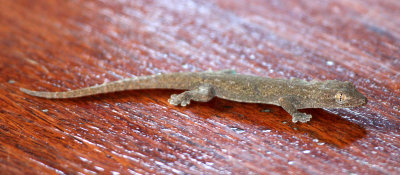 REPTILE - GECKO - SPINY-TAILED HOUSE GECKO - HEMIDACTYLUS FRENATUS - HUAI KHA KHAENG THAILAND.JPG