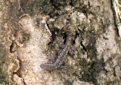 REPTILE - GEKKO - FOREST GEKKO - GEKKO SMITHI - KHAO YAI NATIONAL PARK THAILAND (4).JPG