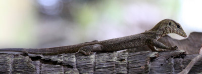 REPTILE - LIZARD - BENGAL OR CLOUDED MONITOR LIZARD - KOH LANTA THAILAND (5).JPG