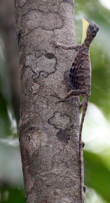 REPTILE - LIZARD - COMMON GLIDING LIZARD - DRACO VOLANS - KOH LANTA THAILAND (5).JPG