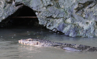 REPTILE - LIZARD - WATER MONITOR LIZARD - BANGKOK THONBURI CANALS.JPG