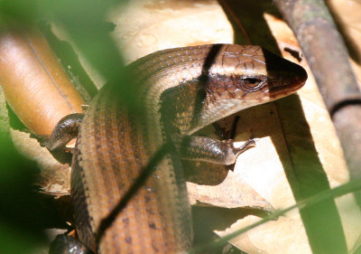 REPTILE - SKINK - MANY-LINED SUN SKINK - MABUYA MULTIFASCIATA - KRUNG CHIN NP THAILAND .JPG