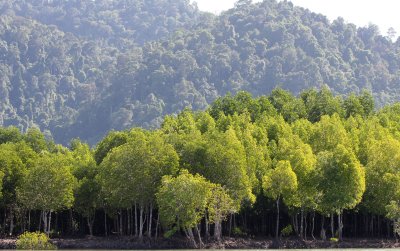 KOH LANTA - MANGROVE FORESTS (4).JPG