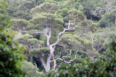 KOH LANTA - NATIONAL PARK FOREST TREK (7).JPG