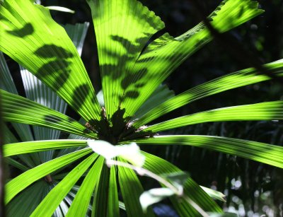 KRUNG CHIN NP THAILAND - PALM SPECIES.JPG