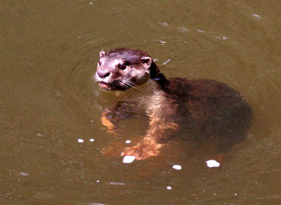 MUSTELID - OTTER - SMOOTH OTTER - TABIN WILDLIFE RESERVE BORNEO (101).JPG