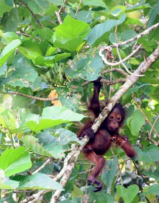 PRIMATE - ORANGUTAN - #6 AND #7 - KINABATANGAN RIVER BORNEO (5).JPG