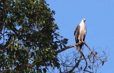 BIRD - EAGLE - WHITE-BELLIED SEA EAGLE - KINABATANGAN RIVER BORNEO  (6).JPG