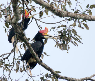 BIRD - HORNBILL - RHINOCEROS HORNBILL - KINABATANGAN RIVER BORNEO (28).JPG