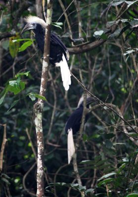 BIRD - HORNBILL - WHITE-CROWNED HORNBILL - ACEROS COMATUS - TABIN WILDLIFE RESERVE BORNEO (34).JPG