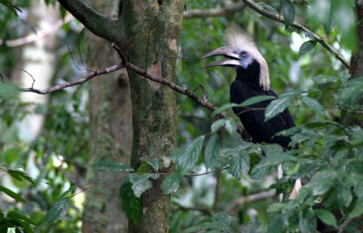 BIRD - HORNBILL - WHITE-CROWNED HORNBILL - TABIN WILDLIFE RESERVE BORNEO (9).JPG