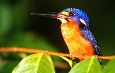 BIRD - KINGFISHER - BLUE-EARED KINGFISHER - KINABATANGAN RIVER BORNEO  (10).JPG