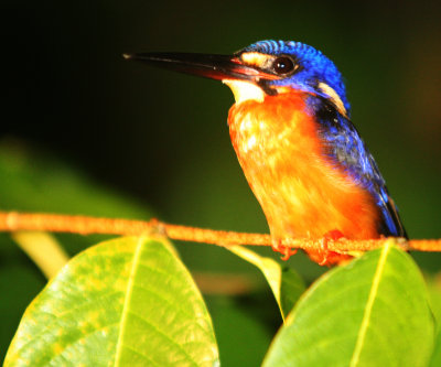 BIRD - KINGFISHER - BLUE-EARED KINGFISHER - KINABATANGAN RIVER BORNEO  (4).JPG