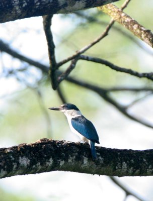 BIRD - KINGFISHER - COLLARED KINGFISHER - TODIRHAMPHUS CHLORIS - TABIN WILDLIFE RESERVE BORNEO (17).JPG