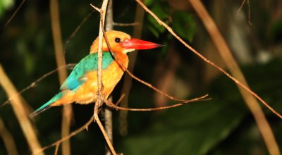 BIRD - KINGFISHER - STORK-BILLED KINGFISHER - KINABATANGAN RIVER BORNEO  (2).JPG