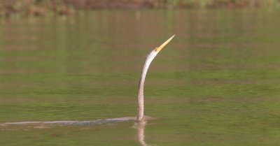 BIRD - ORIENTAL DARTER - KINABATANGAN RIVER BORNEO (13) - Copy.JPG